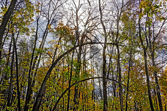阳光和天空的秋天森林图片