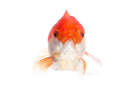 金鱼 白鱼的孤立白色金子动物尾巴橙子剪裁鱼缸游泳运动尾鳍图片