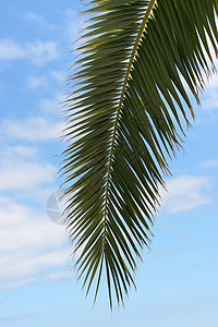 椰枣树热带旅行晴天植物天空海滩棕榈阴影休息蓝色图片