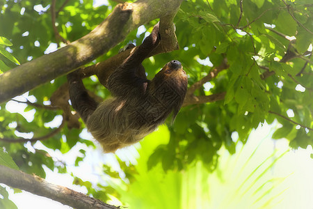 两趾空洞棕色濒危丛林野生动物国家哺乳动物森林动物群公园热带图片