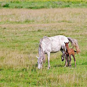 马匹白色 在草地上有海湾图片