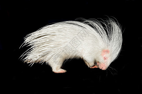 孤立的白皮猪爪子尖刺动物白色脊柱黑色粉色动物园鼻子野生动物图片