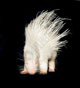 孤立的白皮猪黑色白色哺乳动物荒野野生动物树篱动物动物园爪子脊柱图片