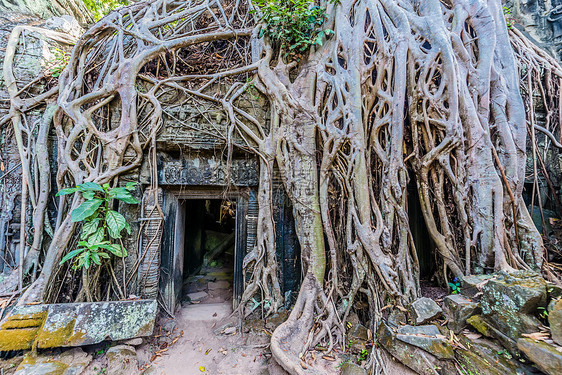 坎波迪亚语Name考古目的地榕树寺庙地标佛教徒废墟地方宗教旅行图片