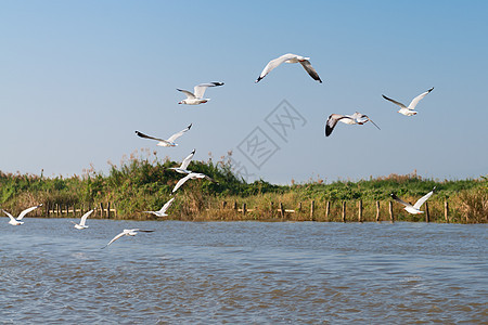 白海鸥在河流和河岸上空飞行图片