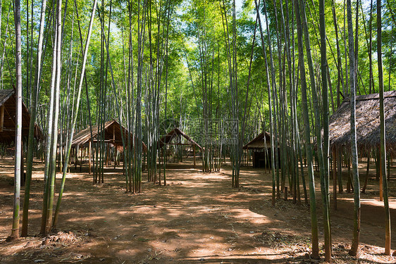竹木林和木木棚小路丛林树林叶子文化小屋植物森林绿色热带图片