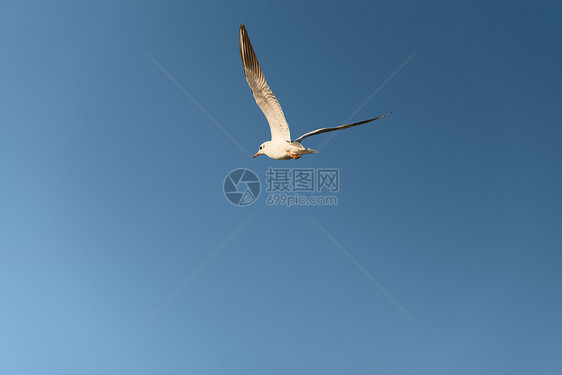 白海鸥在蓝天空中飞翔白色海鸟空气海鸥蓝色荒野动物野生动物天空羽毛图片