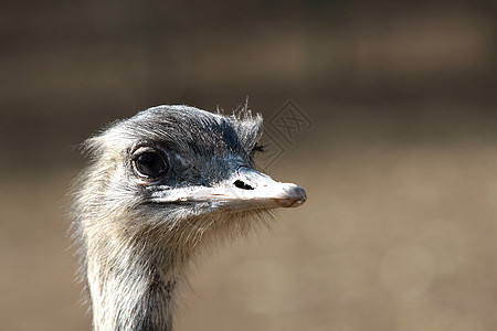 Emu 肖像眼睛羽毛脖子动物园荒野公园动物群鸵鸟农场野生动物图片