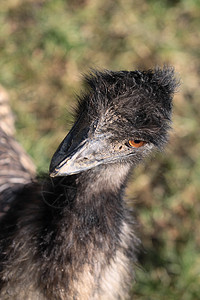 Emu 肖像脖子鼻子野生动物羽毛鸵鸟荒野动物公园眼睛动物群图片