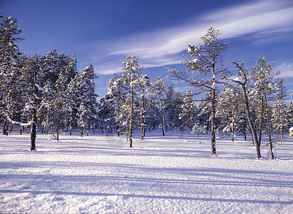 冬季森林地貌太阳荒野阳光风景天空场景水晶天气冻结阴影图片