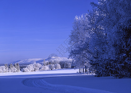 冬季风景墙纸小路美丽晴天阳光木头水晶场景天气森林图片