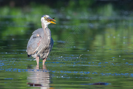 大蓝海隆捕捞食物钓鱼猎物鸟类羽毛蓝色动物水鸟池塘野生动物图片