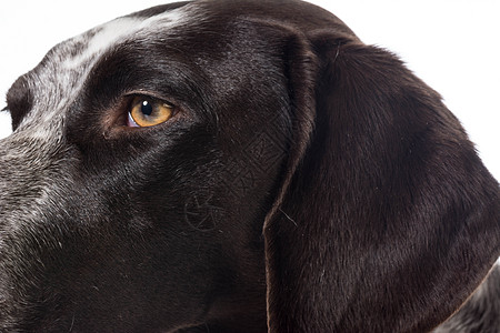 直径短的指针细节宠物动物犬类眼睛工作室白色耳朵短发短毛小狗图片