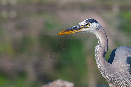 大蓝海隆捕捞羽毛白鹭翅膀苍蝇苍鹭大道池塘沼泽野生动物动物群图片