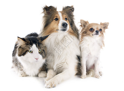 狗和猫白色三色宠物动物工作室友谊朋友们牧羊犬棕色犬类图片