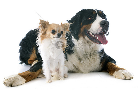白兰地小狗和吉华花山狗女性工作室宠物动物犬类朋友们三色山犬图片