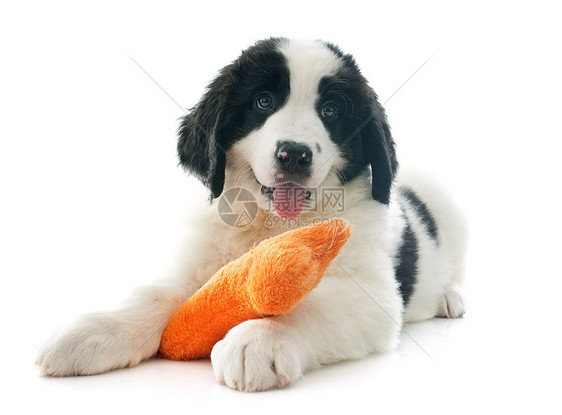 陆地寻猎小狗玩具动物工作室黑色犬类白色地主宠物图片