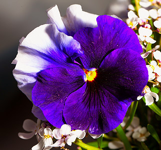 紫绿色兰花紫色蓝色植物荒野植物群花瓣白色花园图片