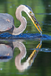 软焦点大蓝海隆捕捉鸟类荒野动物蓝色猎物钓鱼水鸟食物苍鹭羽毛图片
