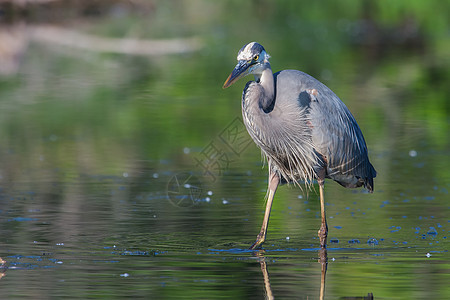 大蓝海隆捕捞池塘水鸟鸟类蓝色食物野生动物钓鱼荒野捕食者羽毛图片
