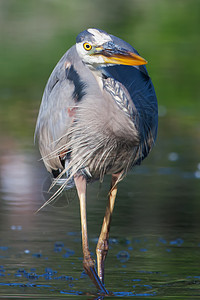 软焦点大蓝海隆捕捉羽毛鸟类动物猎物池塘钓鱼蓝色食物荒野野生动物图片