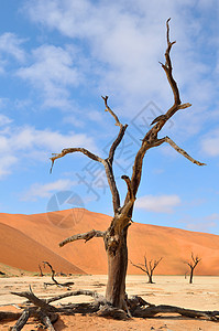 纳米比亚 Dedevlei洪水荒野沙丘沙漠橙子干旱绿洲骨骼纳米布图片
