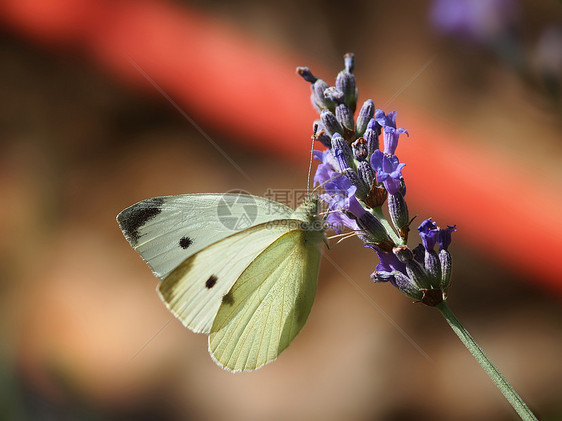 蝴蝶斑点花蜜昆虫动物群荒野漏洞翅膀花粉天线花园图片
