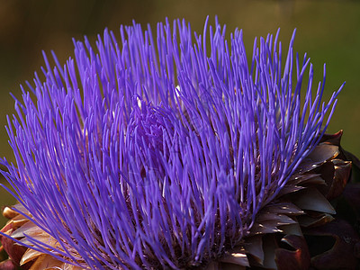 叶酸蓝色线条植物紫色农业食物荒野叶子市场花束图片