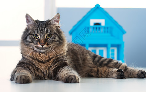 猫和模特屋家畜窗户玩具娃娃猫咪样板房动物蓝色小猫宠物图片