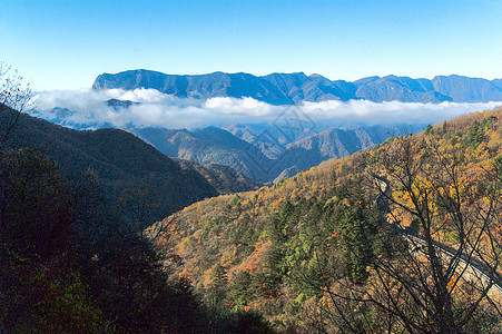 山峰 树木 云山脉松树旅游森林图片