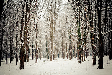 冬季森林冻结天气小路季节仙境桦木公园魔法木材蓝色图片