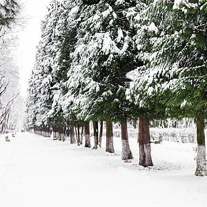 冬季小巷崖柏蓝色白色魔法公园森林冻结季节树木桦木图片