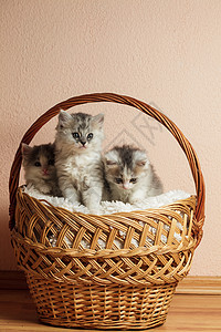三只灰猫团体猫科工具猫咪篮子三重奏哺乳动物小猫白色幼兽图片
