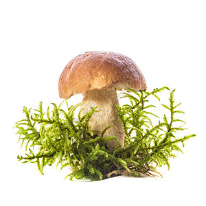 孤立的波列季节森林美食菌类棕色绿色植物蔬菜白色食物图片