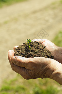 手与土壤和植物杯状生长园艺灌封环境场地叶子农业幼苗种植图片