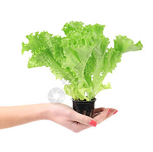 手握着种植的绿色生菜饮食美食叶子养分沙拉杂货店活力营养食物小吃图片