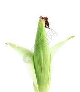 新鲜的玉米耳朵食物玉米芯叶子丝绸饮食金子蔬菜爆米花生产农场图片