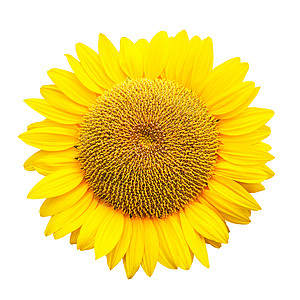 白背景孤立的向日葵生长花瓣花粉白色植物学圆圈圆形黄色植物群植物图片
