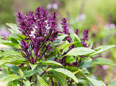 以巴西和开花盟誓紫色草本植物树叶种子温泉医疗芳香小枝药品花园图片