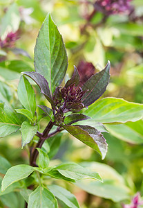 以巴西和开花盟誓花园紫色绿色草本植物烹饪植物医疗芳香草本小枝图片