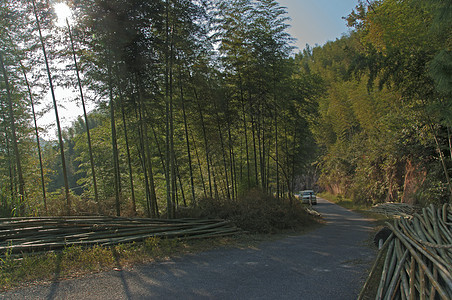 中国四川四川竹波海竹布森林景观中国四川绿色旅游竹子生态图片