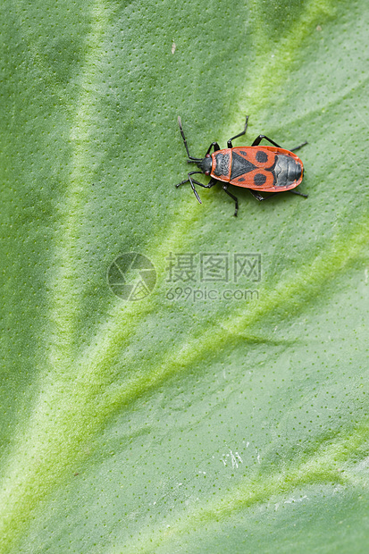 黑色和红色锥虫昆虫图片