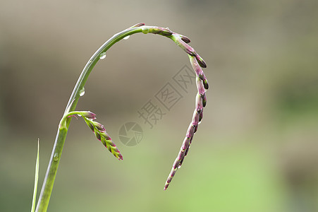 红色和粉红花蕾的尖刺水滴植物宏观花园背景图片