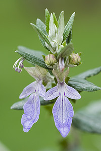 紫花花绿色紫色植物花园花瓣图片