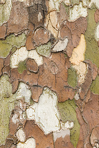 树皮树叫声关上飞机梧桐纹理木头森林树干植物棕色图片