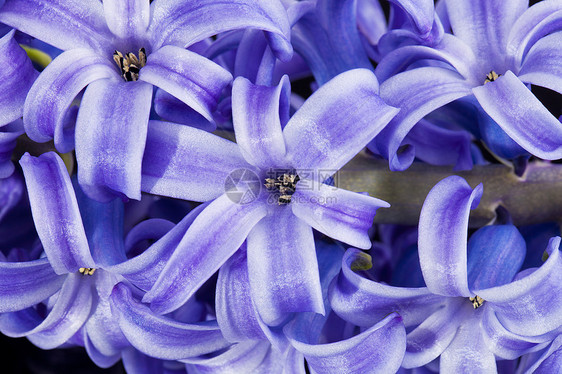 白色背景上的花朵紫紫色hyacinth园艺生长叶子花瓣植物紫色季节花园灯泡植物群图片