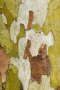 树皮树叫声关上梧桐纹理植物棕色飞机木头森林树干图片