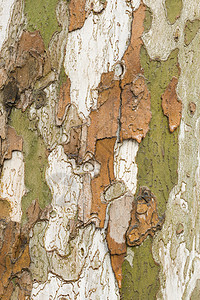 树皮树叫声关上木头森林飞机植物树干梧桐纹理棕色图片