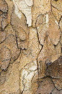 树皮树叫声关上棕色森林飞机木头植物树干纹理梧桐图片