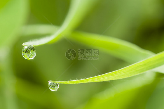 落到草叶上绿色水滴植物宏观叶子季节花园图片